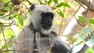 Indians have started keeping langurs as pets to chase away Macaques: Langur makes faces at cameraman
