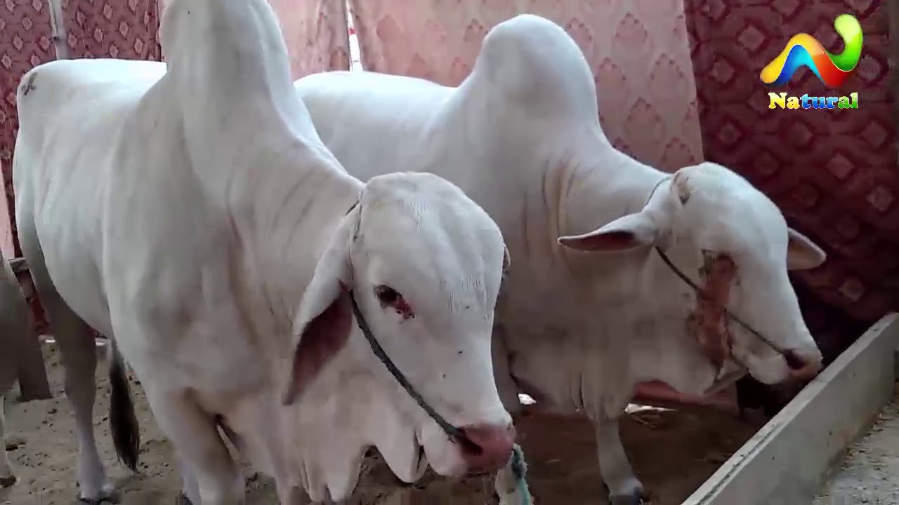sohrab goth cow mandi 2019 karachi Hamza cattle farm 2018 | Sohrab Goth Cow Mandi 2018 | Video - 4