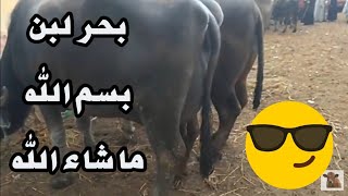 اسعار الجاموسة الوالدة اليوم في سوق المواشى بدمنهور 9/ 2/ 2020