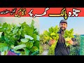 How to Grow Spinach at Home | Home Kitchen Gardening Tips | Rooftop Kitchen Gardening Ideas