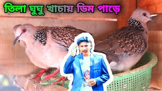 তিলা ঘুঘু পাখি খাচায় কি ডিম বাচ্চা করে? তিলা ঘুঘু খাচায় ডিম বাচ্চা করছে দেখুন/Ghughu pakhi palon