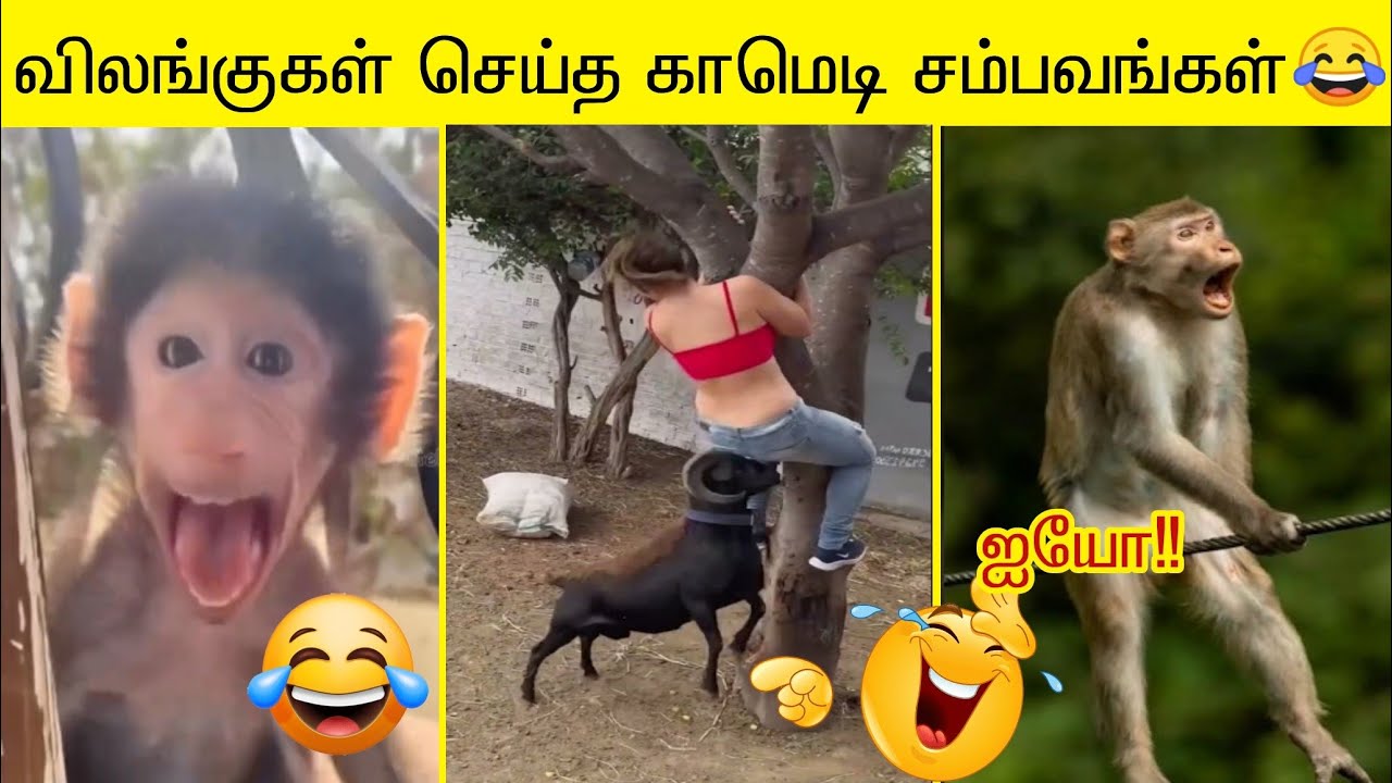 2025 விலங்குகள் செய்த புத்தம் புது காமெடி சம்பவம் 🤣😂 பகுதி-2 