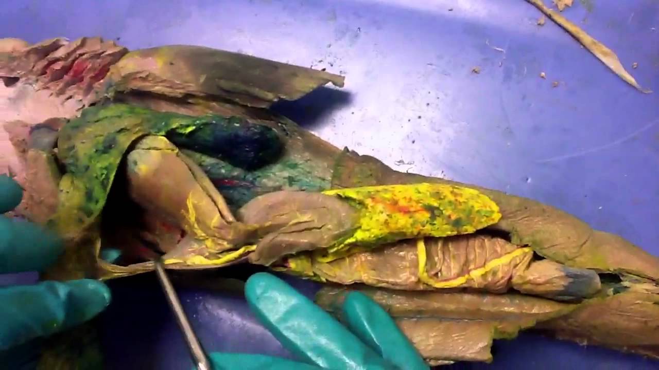 Female shark digestive dissection - YouTube