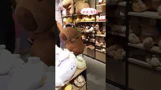This capybara is too big, I can't hold it...   #capybara  #plushies  #cute