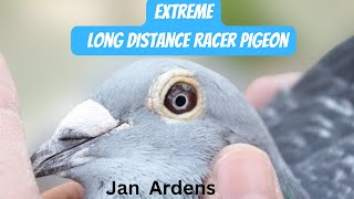 Jan Aarden Racing Pigeons | Jan Aarden Pigeons | Machiel Bujik | Kalapati | Extreme Long Distance