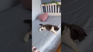 Famous Help fulfill your mom's dreams -  Hypoallergenic & No Fur Comforter! Wealth