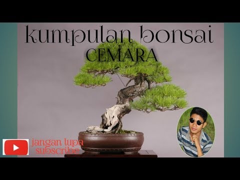 Video: Bonsai Jenis Konifera: Bagaimana Cara Menanam Bonsai Mini Dari Cemara Elwoodi Dan Cedar Jepang, Sequoia, Cemara, Dan Tumbuhan Runjung Lainnya? Fitur Perawatan Di Rumah? Bagaimana C