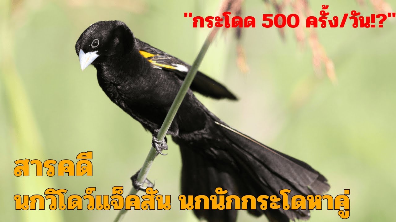 สารคดี นกวิโดว์แจ็คสัน นกนักกระโดหาคู่ (Jackson's widowbird) ชีวิตสัตว์มหัศจรรย์ – สารคดี