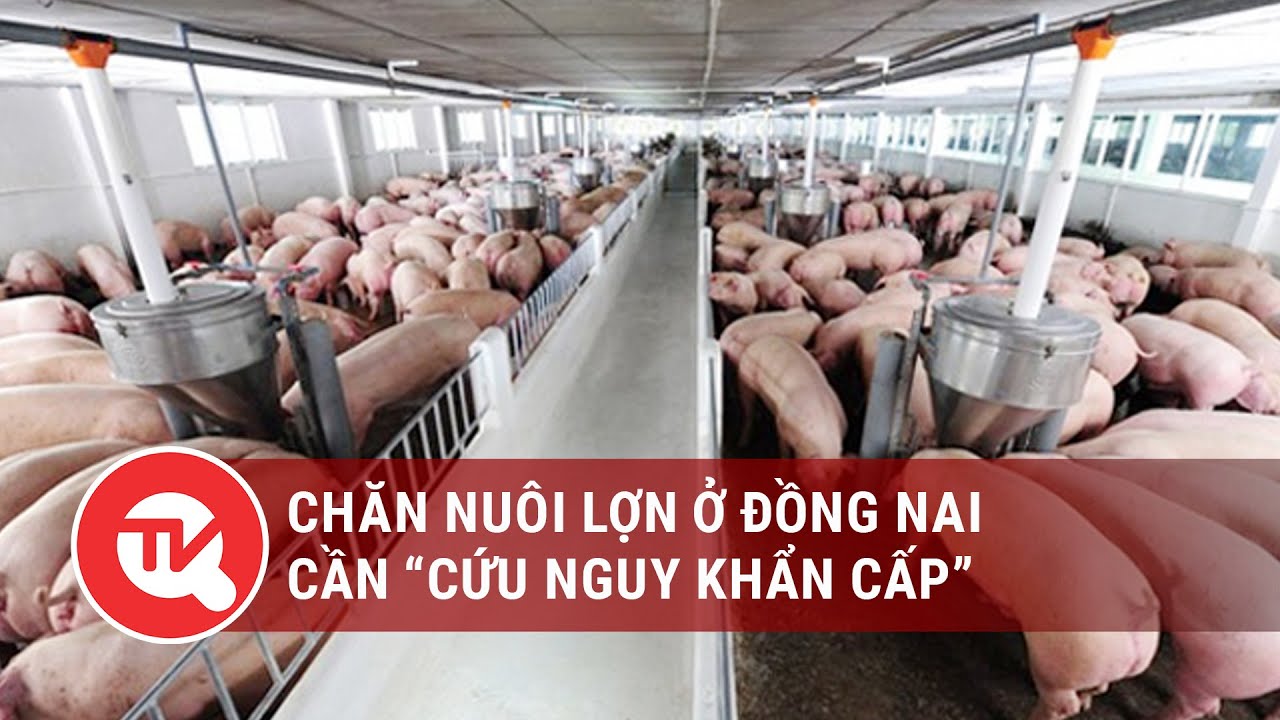 Chăn nuôi lợn ở Đồng Nai cần “cứu nguy khẩn cấp” | Truyền hình Quốc Hội Việt Nam