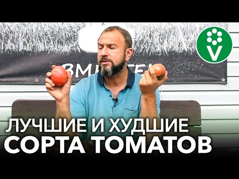 Вопрос: Какие сорта томатов продаются в торговых сетях?