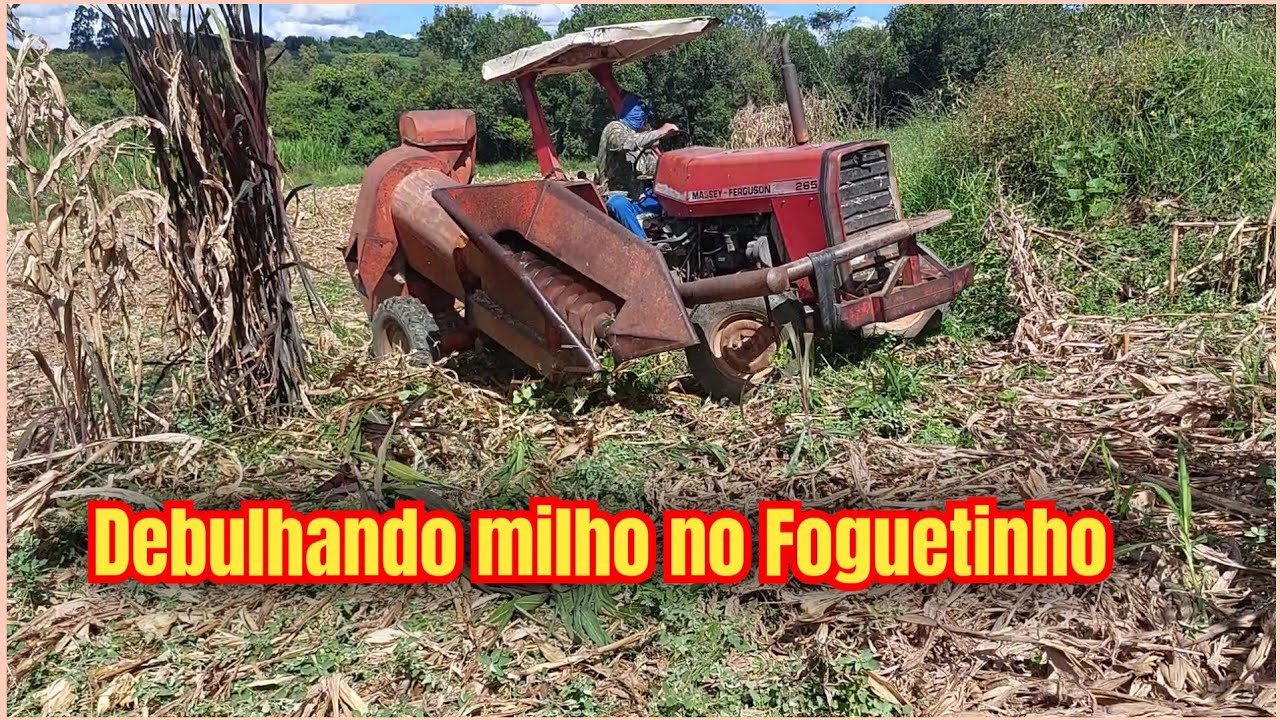 Debulhando milho no foguetinho #agricultura  #fertilizante #foguetinho