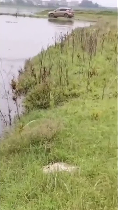 Шок, рыба аж выпрыгивает из воды на рыбалке - YouTube