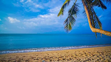 Tropical Beach & Palm Trees on a Island, Ocean Sounds, Ocean Waves, White Noise for Sleeping 4k UHD