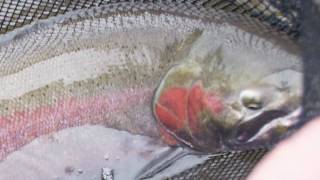 Skeena River Steelhead Fly Fishing - Leland Fly Fishing Outfitters