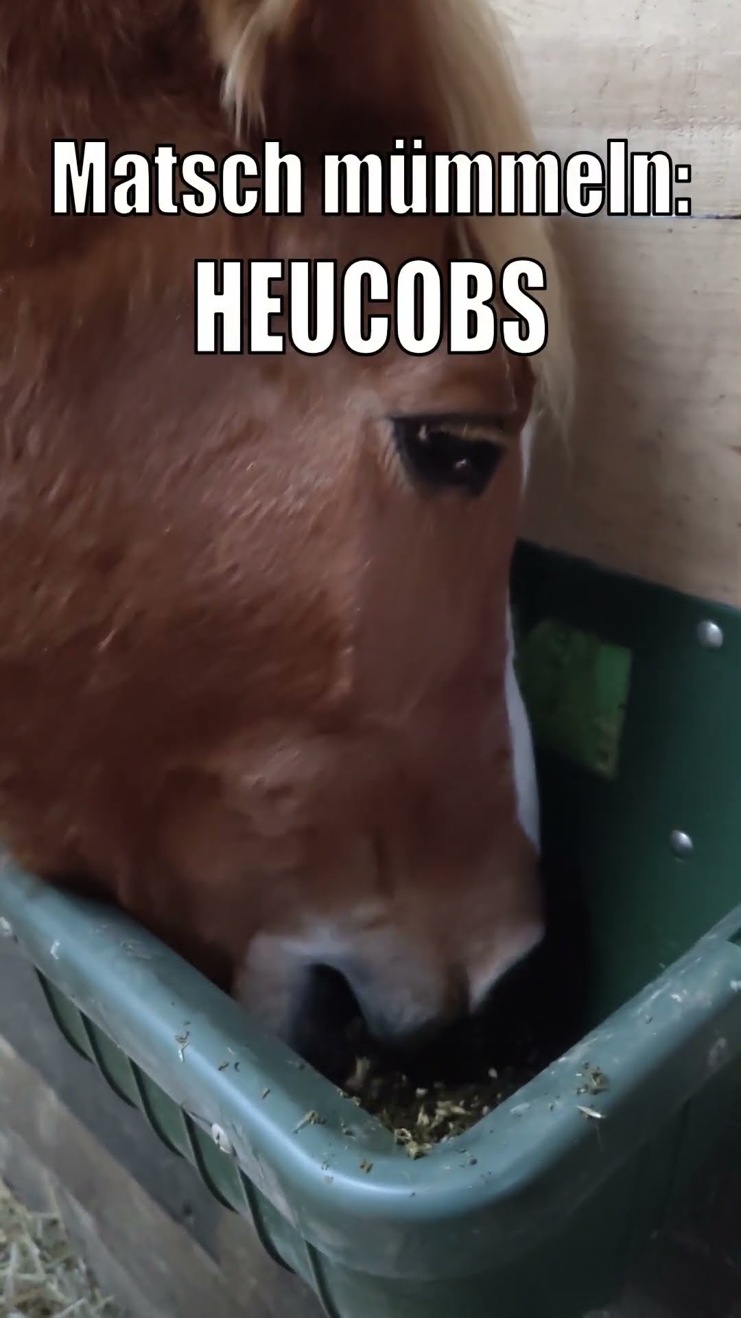 Heu, Möhren, Löwenzahn: Die schönsten Fressgeräusche von Pferden - YouTube Heu, Möhren, Löwenzahn: Die schönsten Fressgeräusche von Pferden - YouTube