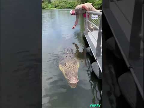 Видео: Могут ли крокодилы остаться на плаву?