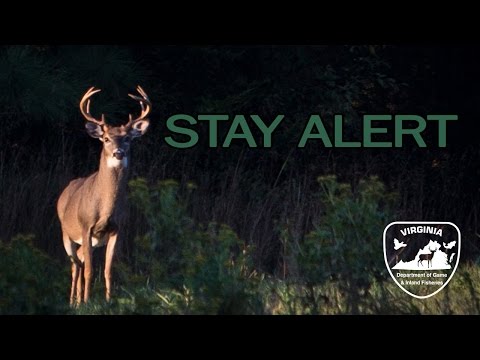 Stay Alert! Deer are on Move 