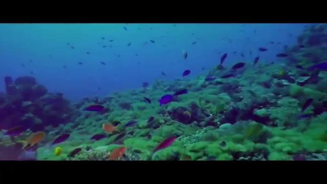 Tropical Coastal Ecosystems