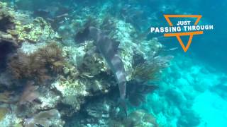 Snorkeling at Looe Key reef in the Florida Keys