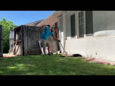 Raccoon Removal Causes