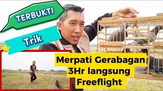 TUTORIAL 3 HR CETAK MERPATI FREEFLIGHT DEWASA GERABAGAN
