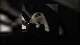 Download lagu Arctic Monkeys - 505 (sped up to perfection)