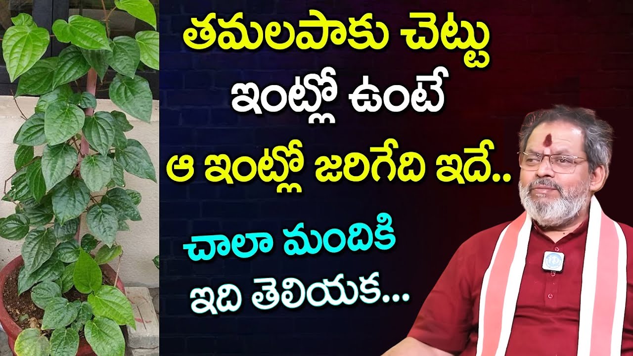 తమలపాకు చెట్టు ఇంట్లో ఉంటే ఏంజరుగుతుందో తెలిస్తే.. | Tamalapaku Plant | Madugula Siva Prasad |iDream