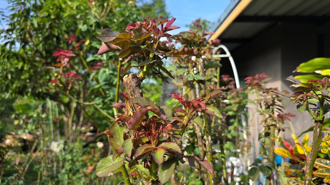 ep.284 กุหลาบแตกยอดใหม่หลังจากตัดแต่งกิ่งตัดใหญ่เลยนะ