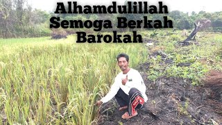 Download Lagu SUASANA NGRIMIS SURFE PADI BERSAMA PAK WANI  MP3
