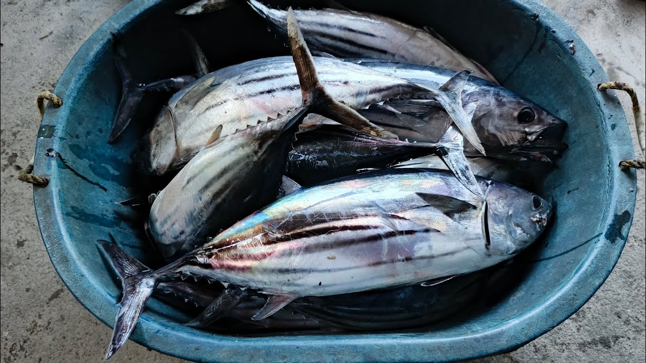 Ang pag salubong sa dumating galing laot #skipjack #buhaymangingisda