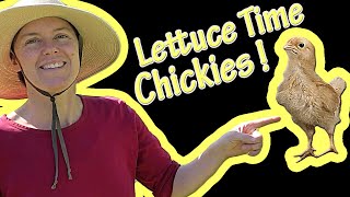 Lettuce Time, Chickies! Baby Chicks Eat Lettuce Fresh from the Garden. Cute! (week 2 chicken story) Chickens Chicks Eating Lettuce Greens Chard Their First Time