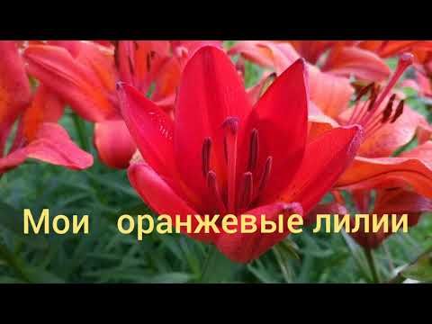 Лилия Оранжевая цветущая