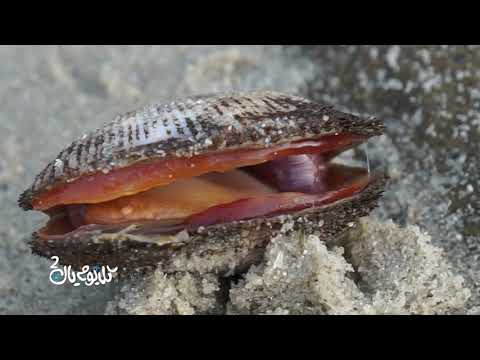 برنامج كل يوم يال 2 - الحلقة 18 - صدفة سفينة نوح
