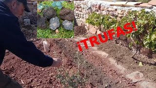 Cómo plantar trufas en 2 minutos - ¡El oro del campo!