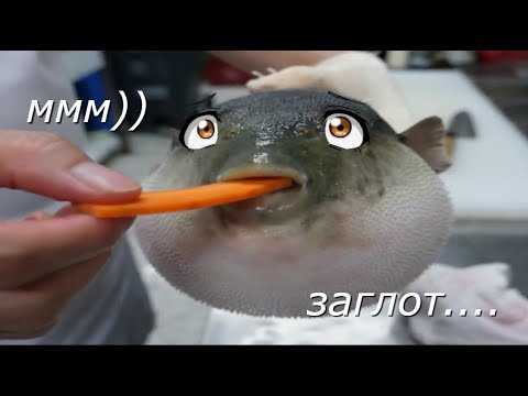 Мем с рыбой фугу