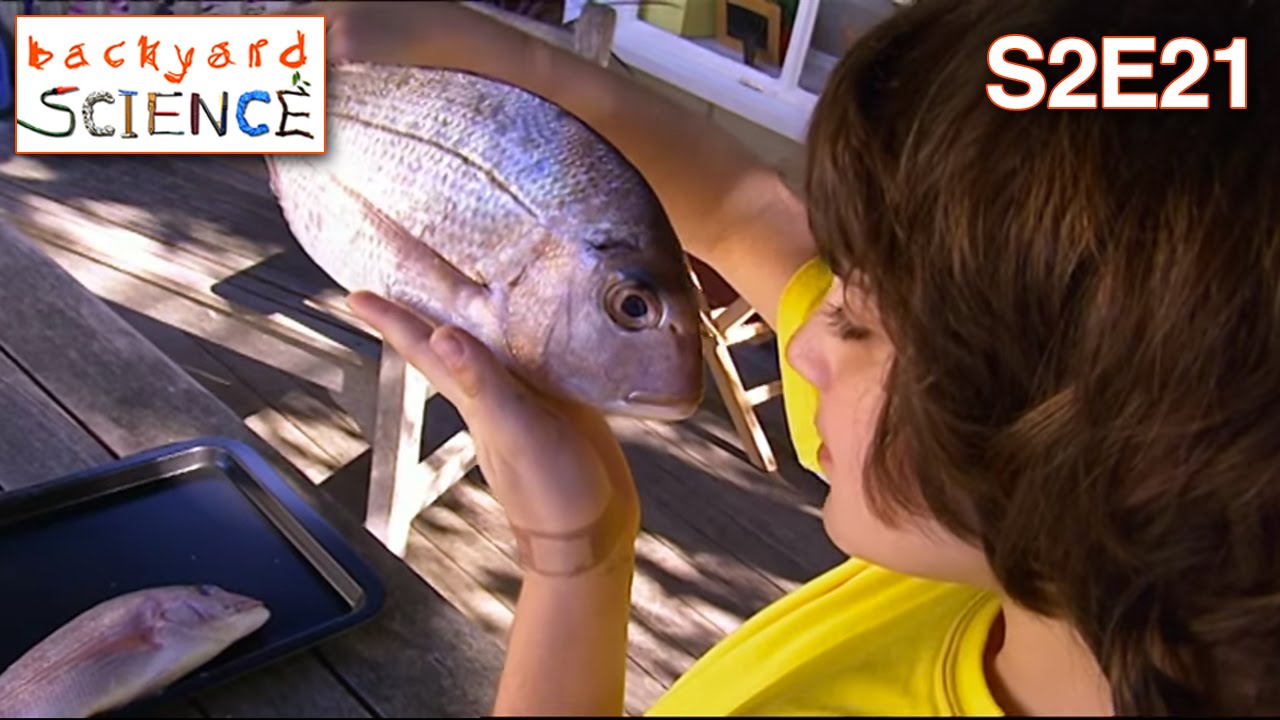 backyard-science-s2e21-how-to-tell-the-age-of-a-fish-youtube