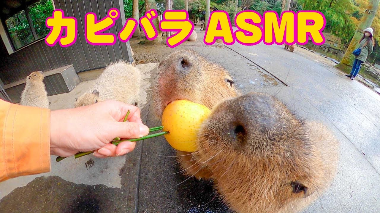 Capybara Capybaras タコスを食べるカピバラ 面白くて可愛い Tシャツ ブラック S Tuwyv9ihbl トップス Www Velver Hu