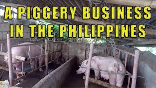 A Piggery Business In The Philippines