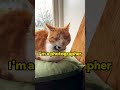 Life through the eyes of a cat  ros cat vlogs season 4