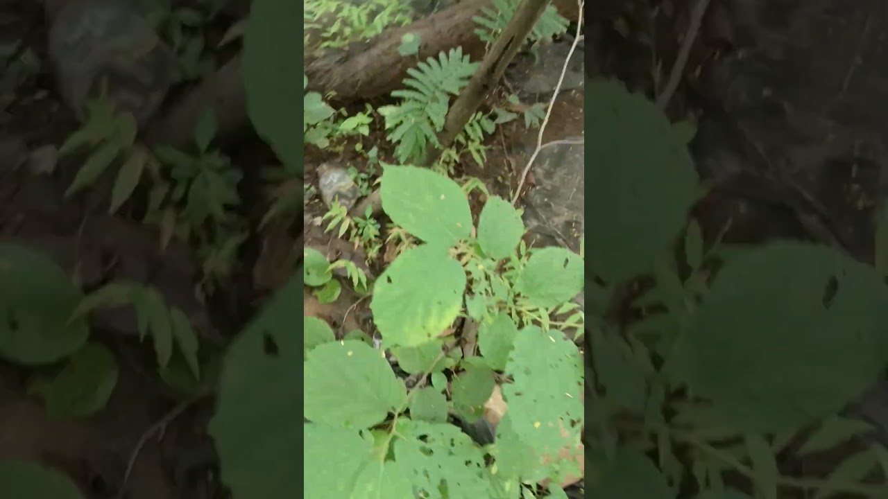 Hirakud Dam waterfall  the Nature is very beautiful 🤩🤩🤩🤩🤩🤩🤩