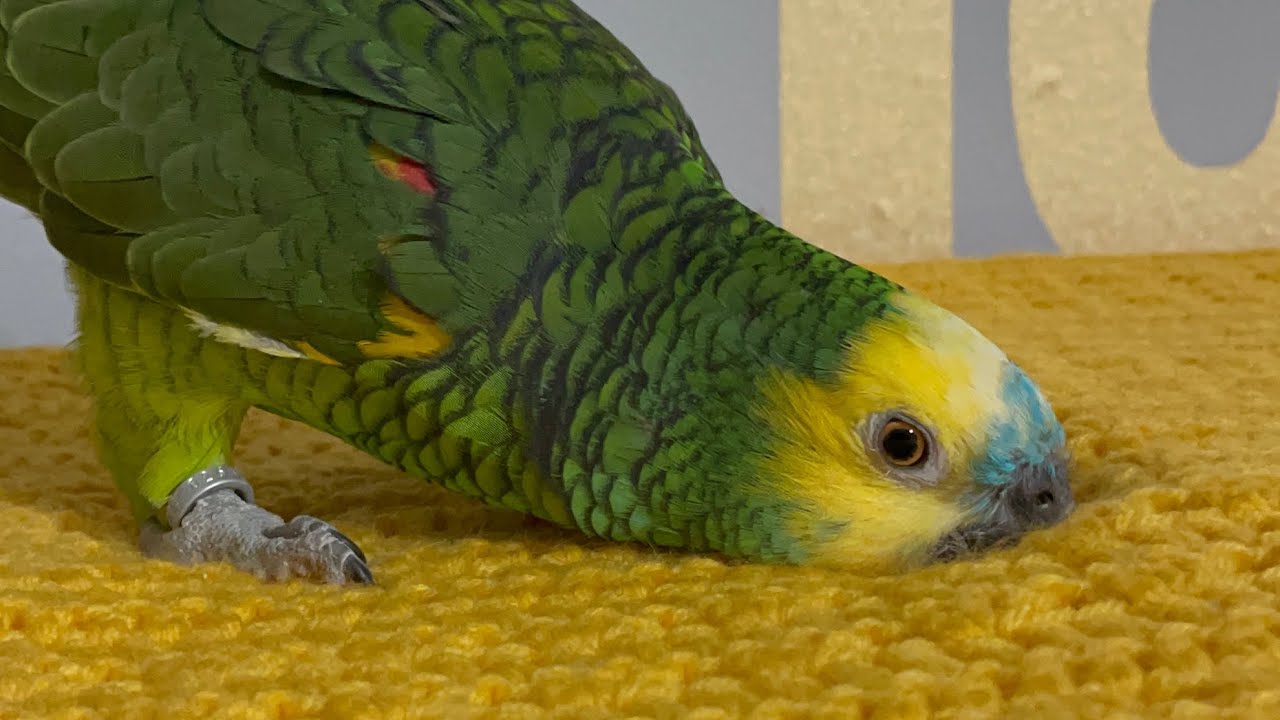 Loros felices con su nueva cobija/loros enojados porque los mandan a dormir