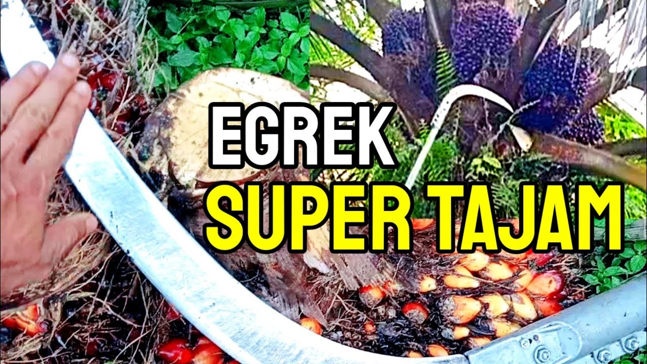 ini skil saya panen pokok rendah pakai egrek camel king 111 sungguh tajamnya tiada bandingnya