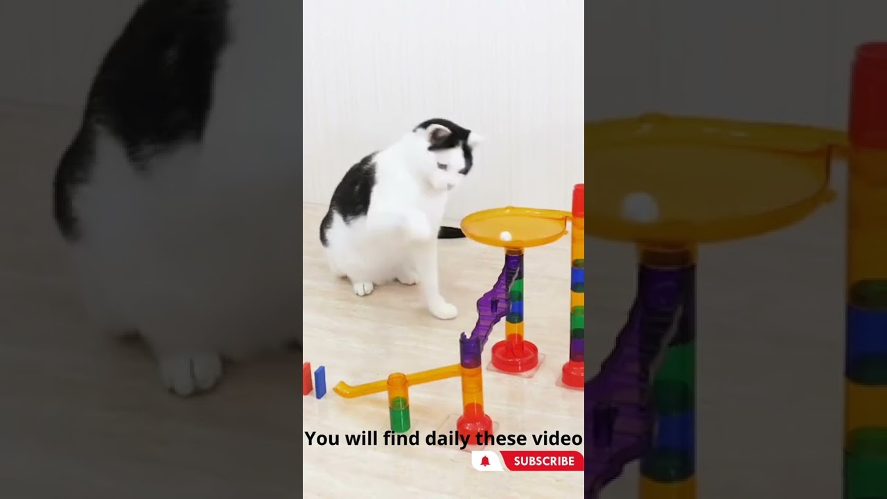 Cat fun || cat videos ||