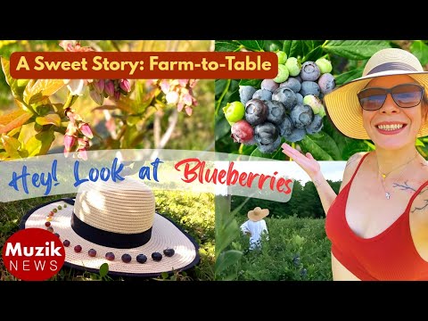 Hey! Look at Blueberries #1: Harvesting Happiness | Farm-to-Table