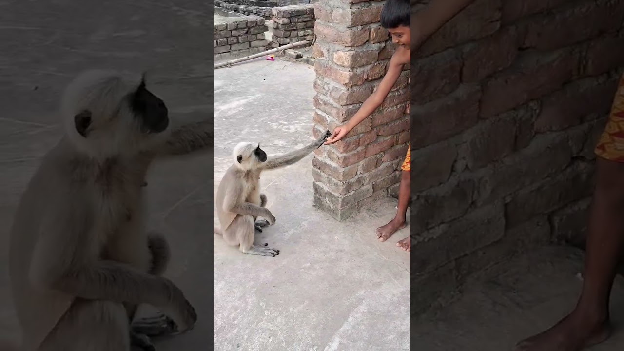 Jai Harman. It likes Saskari