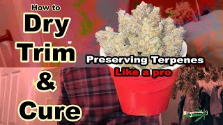 Dry Trim And Cure Your Harvest on a Professional Level At Home & Tips on Preserving Terpenes in Weed