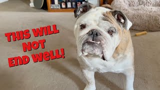 Reuben the Bulldog: Pizza and Lawyers