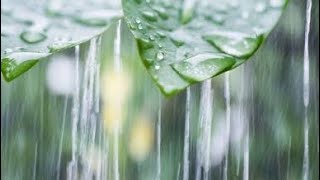 🌟🟢(MUST SEE) ANOTHER RAINY DAY IN PARADISE #paradise #rainyday #rainy #raining 🌟🟢(MUST SEE) ANOTHER RAINY DAY IN PARADISE #paradise #rainyday #rainy #raining