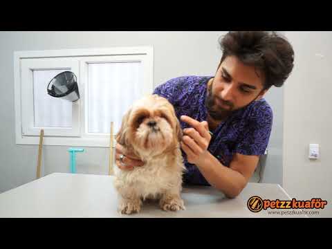 Evde Neden Köpek Tıraş Edilmez?