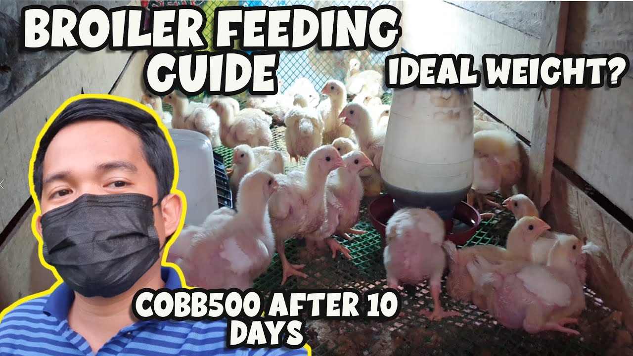 BROILER FEEDING GUIDE COBB500 AFTER 10 DAYS IDEAL WEIGHT YouTube broiler-feeding-guide-cobb500-after-10-days-ideal-weight-youtube